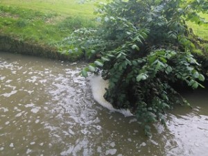 Znecisteni vody saponaty v Pruhonickem parku