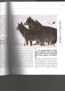 Jelen a Vlk na Šumavě II.